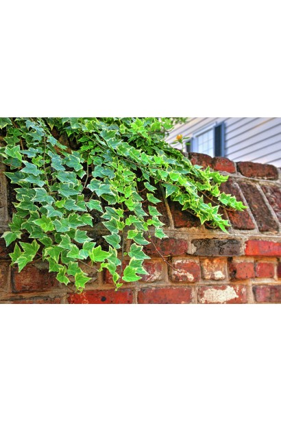 Плющ Голд Чайлд на паркані